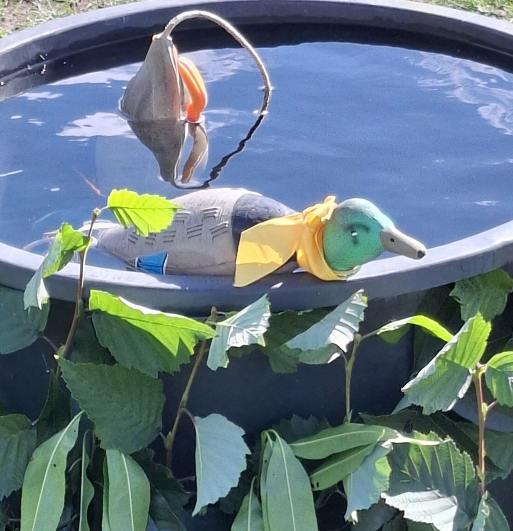 2025.09.23.Enten auf Wasserkübel