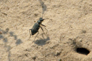Sandlaufkäfer